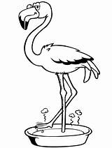 Flamingo Criandocomapego sketch template