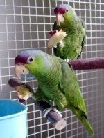 large parrot perches