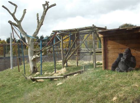 western lowland gorilla enclosure zoochat