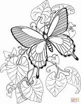 Supercoloring Schmetterlinge sketch template