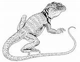 Lizard Coloring Collared Collaris Eastern Crotaphytus Life Common Drawings 196px 25kb History sketch template