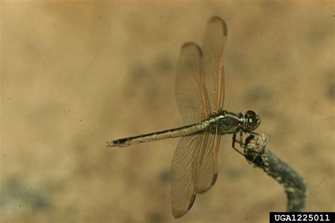 Dragonflies And Damselflies Order Odonata