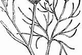 Coloring Pages Fennel A4 Online sketch template