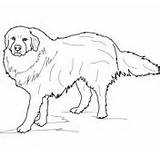 Pyrenees Coloring Great Pages Dog Dogs Printable Drawing Mountain Bernese Supercoloring Colouring Template Categories sketch template