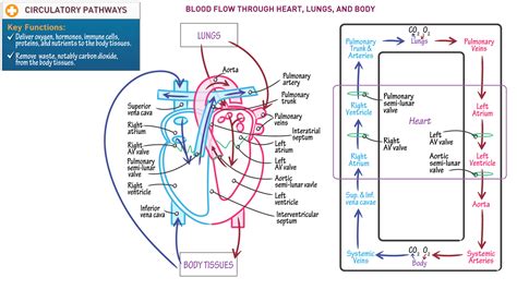 human biology blood flow  heart lungs  body ditki