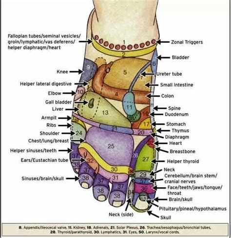 hand and foot reflexology meridians what are they and
