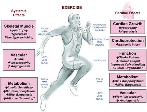 can exercise teach us how to treat heart disease circulation