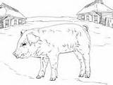 Coloring Pig Pages Piglet sketch template