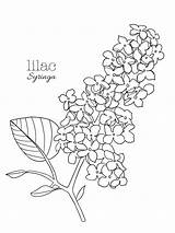Lilac Syringa sketch template