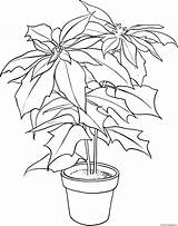 Poinsettia Coloring Christmas Flower Pages Printable Color Print Kids Clipart Printables Colouring Drawing Preschool Pot sketch template