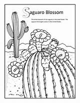 Coloring Pages Saguaro Blossom Desert Ecosystem Arkansas Drawing Flower State Cactus Getdrawings Drawings Getcolorings Paintingvalley sketch template