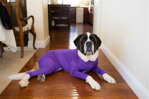omg it s called fashun look it up anti shedding onesies for your pupper omg blog