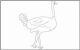 Coloring Birds Ostrich Tracing Pages Mathworksheets4kids sketch template