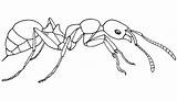 Ant Coloring Eater Meat Ants Pages Man sketch template