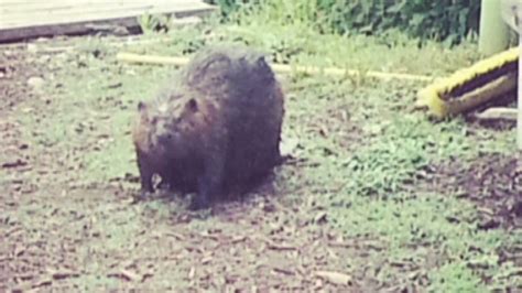 beaver attack pulls man off kayak video