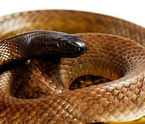 jenis ular  berbisa dunia binatang