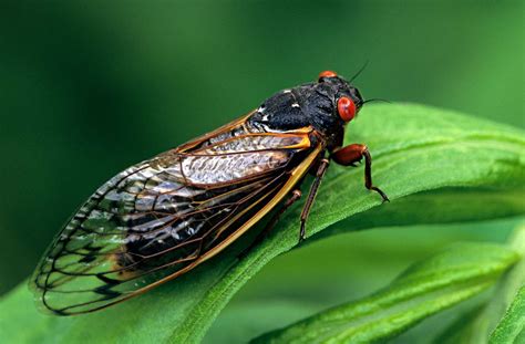 cicadas     years britannica