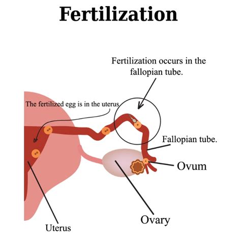 fertilization educational resources  learning life science science