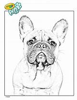 Bulldog sketch template