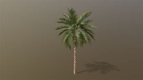 date palm    model  evolveduk acf sketchfab