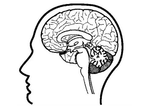 psychology  brain sciences puzzles coloring pages science fest