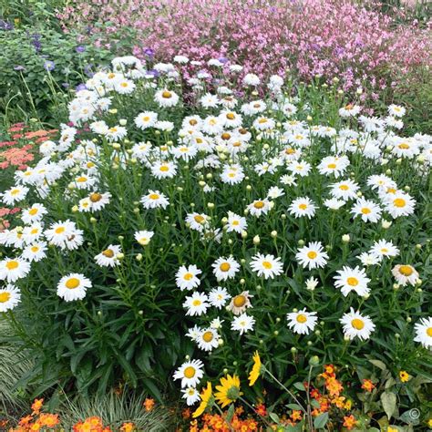 shasta daisy crazy daisy seeds  seed collection