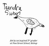 Tundra Swan Coloring Thon Bird Drawing Sierra December Audubon Eastern Designlooter sketch template