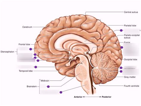 lab  sagittal section  brain diagram quizlet