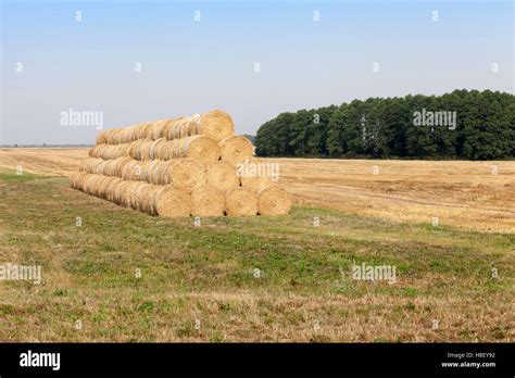 gathering  wheat harvest stock photo alamy