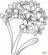 Hydrangea Coloring Pages Printable Drawing Flower Para Flores Dibujos Colorir Hydrangeas Colouring Con Color Plantillas Silhouettes sketch template