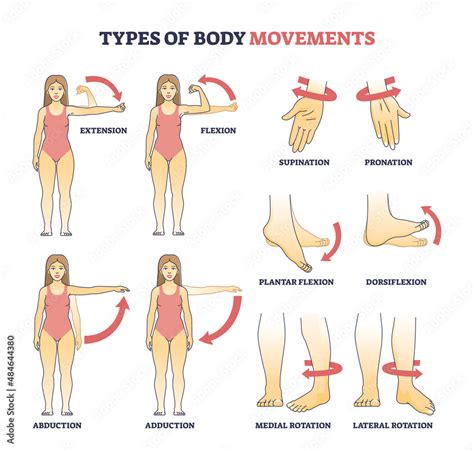 types  body movements  muscular motion pose examples outline diagram labeled educational