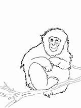 Coloring Monkey Gibbon Macaque sketch template
