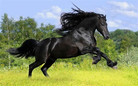 prachtig groot zwart paard  weiland mooie leuke achtergronden voor je bureaublad pc laptop