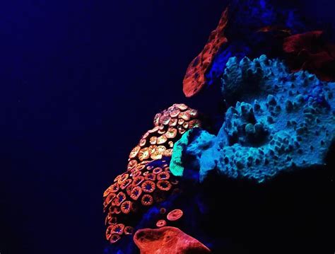 deep water corals glow   lives smart news smithsonian magazine