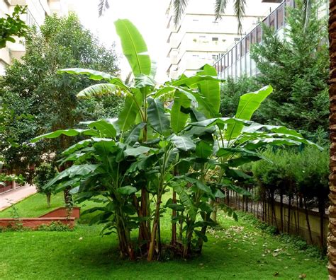 platano banana banano musa paradisiaca ornamentalis plantas flores jardineria  viveros