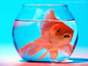 Pin Funny Fish Tanks on Pinterest