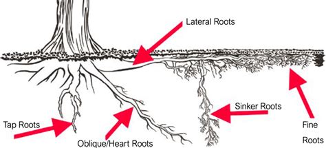 tree root system types