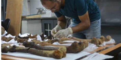 cursed ancient egyptian sarcophagus reveals its grisly