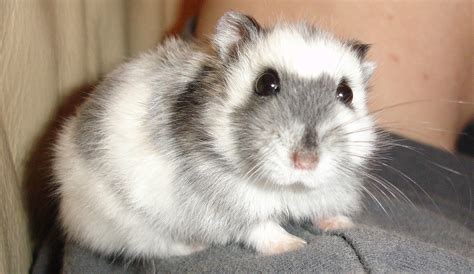 an adorable russian dwarf hamster 10 of the cutest