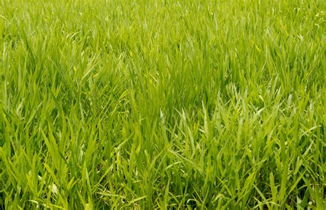 Three Different Types Of Grass To Consider Growing In