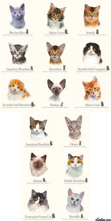 trendy cats breeds chart kittens 33 ideas kitten breeds cat breeds