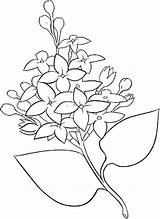 Lilac Flori Colorat Liliac Desene Planse Creion Coloringsky Liliacul Floare sketch template