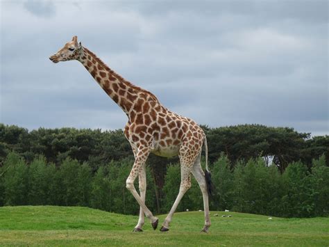 deze foto heb ik gemaakt  safaripark beekse bergen giraf door nadine peterse vrijhof