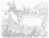 Coloring Pages Bear Going Hunt Deer Printable Divyajanani sketch template