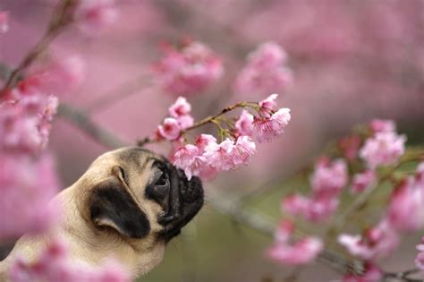 cute pictures  pugs popsugar pets photo