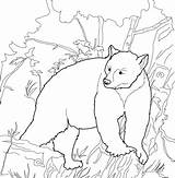Bear Coloring Kermode Pages Para Hibernating Drawing Colorear Color Sheet Standing Bears Categories Print Getcolorings Getdrawings Pagina sketch template