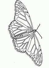 Monarch Coloring sketch template