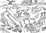 Sea Animals Drawing Draw Fossil Wordpress Prehistoric Drawings Birds Creatures Reptiles Planet Sharing Unit Grade Carboniferous Habitats Learnign Their Designosaur sketch template