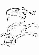 Vache Hugo Tete Rigolote Hugolescargot Coloriageetdessins Magique sketch template