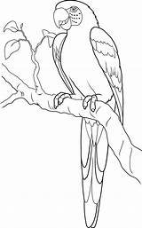Parrot Loros Pintar sketch template